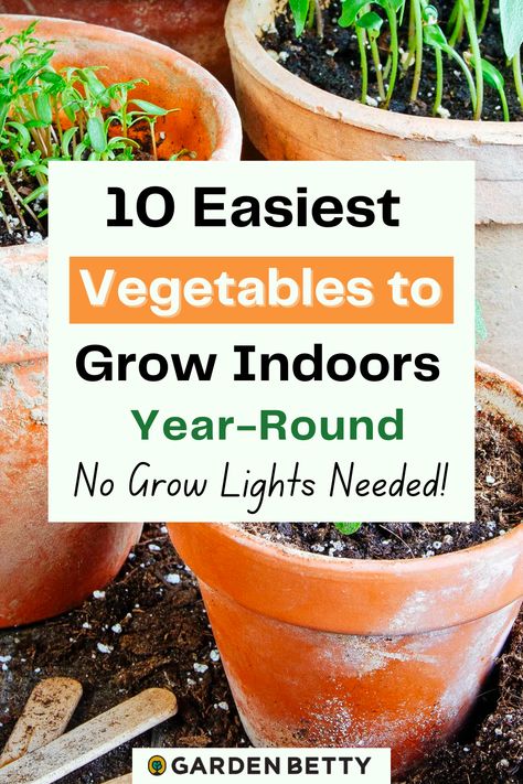 Grow Your Own Herbs Indoors, Vegetable You Can Grow Indoors, Starting A Garden Indoors, Grow Vegetables In Apartment, Growing Your Own Herbs Indoors, Edible Plants To Grow Indoors, What Food Can You Grow Indoors, How To Start An Indoor Garden, Inside Home Garden