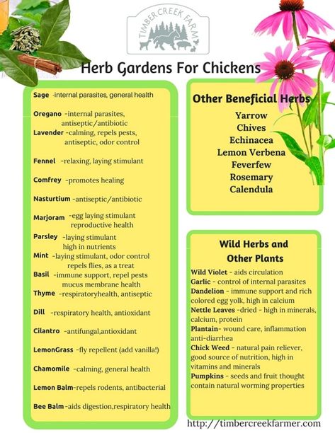 Herbs keep chickens healthy Herbs For Chickens, Chicken Care, Chicken Keeping, Intestinal Health, Homestead Chickens, Chicken Health, Backyard Chicken Farming, Chicken Treats, Raising Backyard Chickens