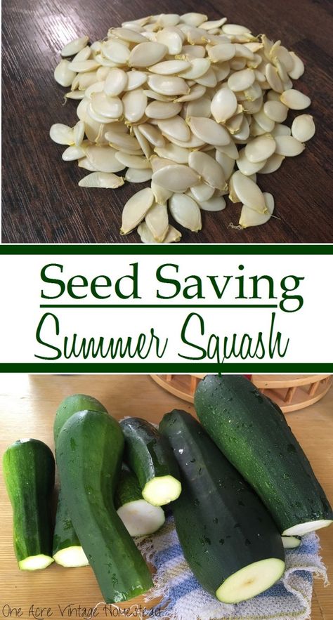 Saving Seeds From Vegetables, Zucchini Vegetable, Growing Squash, Squash Plant, Planting Pumpkins, Squash Varieties, Squash Seeds, Vintage Pumpkin, Vintage Mountain