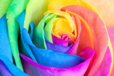 Tie Dye Roses, 12 Roses, Rose Delivery, Beautiful Butterflies Art, Rainbow Roses, Colorful Roses, Flower Care, Rainbow Wallpaper, Rainbow Flowers