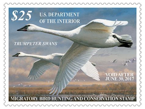 The 2016-17 Federal Duck Stamp features art by 5-time Federal Duck Stamp Contest winner Joseph Hautman of Plymouth, MN. Buy yours now and support wildlife and habitat conservation! Federal Duck Stamps are conservation revenue stamps; 98% of the purchase price goes directly to help acquire and protect wetland habitat and purchase conservation easements for the National Wildlife Refuge System. Waterfowl Hunting, Federal, Duck Hunting Decor, Waterfowl Art, Duck Stamp, Trumpeter Swan, Revenue Stamp, Sam Houston, Old Stamps