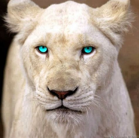 Rare White Lion with Blue Eyes Cheetahs, Akita, Albino Animals, Wild Kingdom, Lion Pictures, White Lion, Arte Fantasy, Exotic Pets, Beautiful Cats