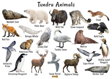 Tundra Biome Project, Antarctica Animals, Tundra Animals, Beruang Grizzly, Tundra Biome, Biomes Project, Animals List, Antarctic Animals, Leopard Seal