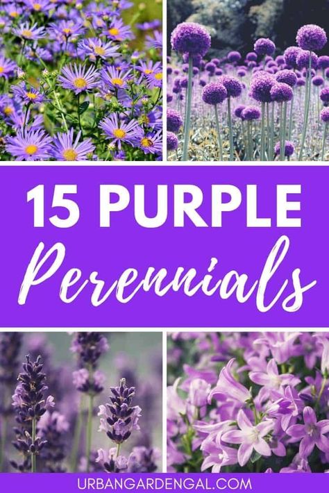 15 Purple Perennials | Urban Garden Gal - Beautiful purple colored perennial flowers for your garden. #perennials #flowers #purpleflowers #gardenplants Partial Shade Perennials, Shade Flowers Perennial, Part Shade Perennials, Annuals Vs Perennials, Purple Perennials, Teenage Room Decor, Purple Flowers Garden, Garden Cactus, Small Purple Flowers