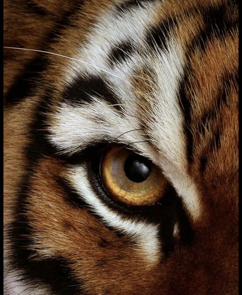 Mary E Pearson, Dance Of Thieves, Big Cat Species, Regard Animal, Wild Animal Wallpaper, Animal Eyes, Leopard Art, Eye Of The Tiger, Tiger Eyes