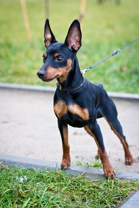 Miniature pinscher Minpin Mini Pinscher, Mini Doberman Pincher, Minature Pincher, Perro Doberman Pinscher, Miniature Doberman Pinscher, Miniature Pincher, Mini Pincher, Miniature Doberman, Mini Doberman