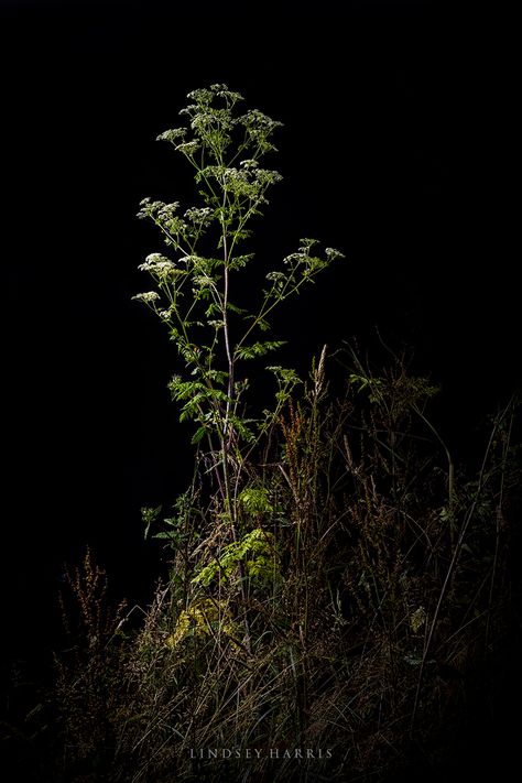 Conium maculatum (hemlock) Conium Maculatum, Toxic Plants, Plants Photo, Photographic Projects, Ghost Story, Saatchi Gallery, Poisonous Plants, Picture Frame Designs, Black And White Landscape