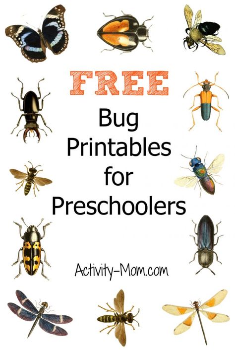 Parts Of Insects Preschool, Stem Insect Activities, Insect Alphabet Free Printable, Bug Habitats Preschool, Insect Group Activities, Insect Outdoor Activities Preschool, Crawling Insects Preschool, Insect Activities For Prek, Insect Parts Free Printable