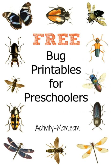 Insect Alphabet Free Printable, Exploring Bugs Preschool, Montessori, Insect Curriculum Preschool, Insect Theme For Preschool, Insect Study Preschool Activities, Bug Literacy Activities, Science Bugs Preschool, Insect Language Activities Preschool