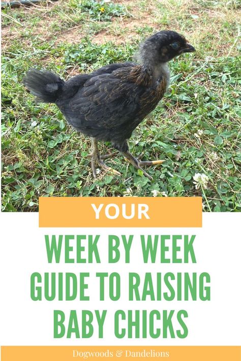 a baby chick exploring the yard 1st Time Chicken Owner, New Chicken Owners, Baby Chick Checklist, Whimsical Chicken Coop Ideas, How To Raise Chicks, What To Feed Chicks By Age, Starting Chicks Raising Chickens, Getting Chickens For The First Time, Chicken Accessories Ideas