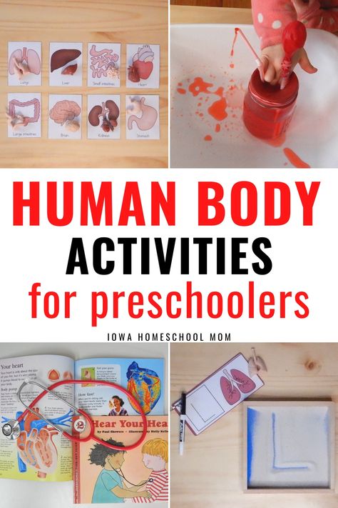 Human body activities for preschool. Human body activities for kids that teach preschoolers about the heart, muscles, organs, bones, and more. Lesson plans, free printables, projects, and experiments about the human anatomy. #humanbody #preschoolactivities #stem #preschool Learning Biology, Human Body Unit Study, Human Body Science, Body Preschool, Human Body Activities, Biology Science, Preschool Science Activities, Human Body Unit, Preschool Units