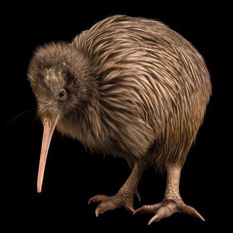 Endangered Species, Rare Animals, Joel Sartore, Kiwi Bird, Flightless Bird, Unusual Animals, Rare Breed, Animal Species, Animal Photo