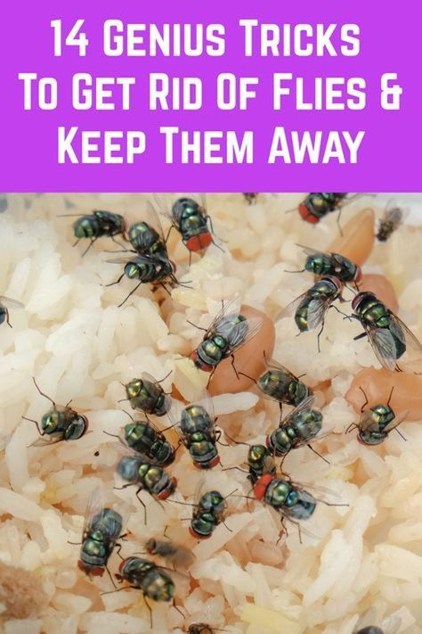 Learn the best ways to get rid of gnats in the kitchen with simple solutions using everyday items. Kill kitchen gnats fast with a vinegar trap or pour bleach down the kitchen sink to control gnats in your house. #gnats #gnatsinkitchen #kitchen Kill Flies Outside, Kill Flies In House, What Kills Flies, Get Rid Of Flies In House, Prepped Pantry, Alabama Gardening, Fly Repellant Diy, Killing Flies, Homemade Fly Traps