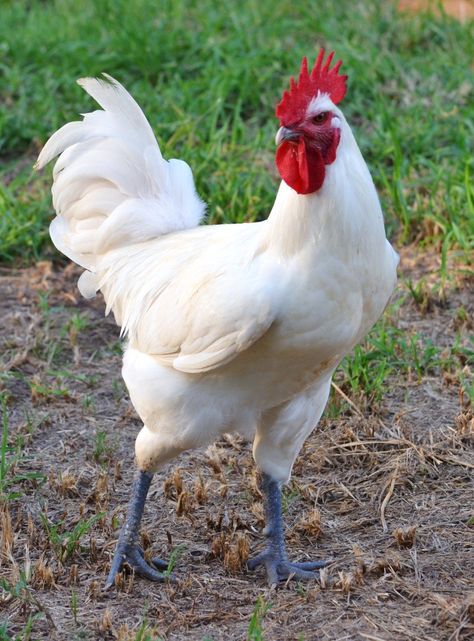 bresse chicken | Bresse Chickens - Page 5 Cochin Chickens, Chicken Pictures, Fancy Chickens, Urban Chickens, Beautiful Chickens, Chickens And Roosters, Chicken Diy, Chicken Runs, Chicken Breeds