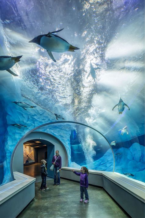 The Polk Penguin Conservation Center at the Detroit Zoo won the 2017 Exhibit Award from the Association of Zoos & Aquariums for excellence in exhibit design.    It opened in 2016 as the largest center in the U.S. devoted to public education on penguin conservation. Jones & Jones Architects and Landscape Architects of Seattle was the design architect, design architect interiors and landscape architect and did exhibit and habitat design. Zoo Architecture, Aquarium Architecture, Underwater Cities, Zoo Aquarium, Detroit Zoo, Zoo Ideas, Underwater City, Design Architect, Underwater Art