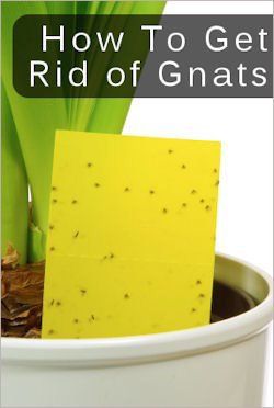 DIY STICKY TRAPS! Smear bright yellow index cards with Vaseline or Honey.  Tape the card to a straw or chopstick and place into plant soil - there you go sticky trap! Getting Rid Of Gnats, Joseph Vargo, Houseplant Pests, How To Get Rid Of Gnats, Nyttige Tips, Plant Insects, Plant Pests, Household Plants, Insect Pest