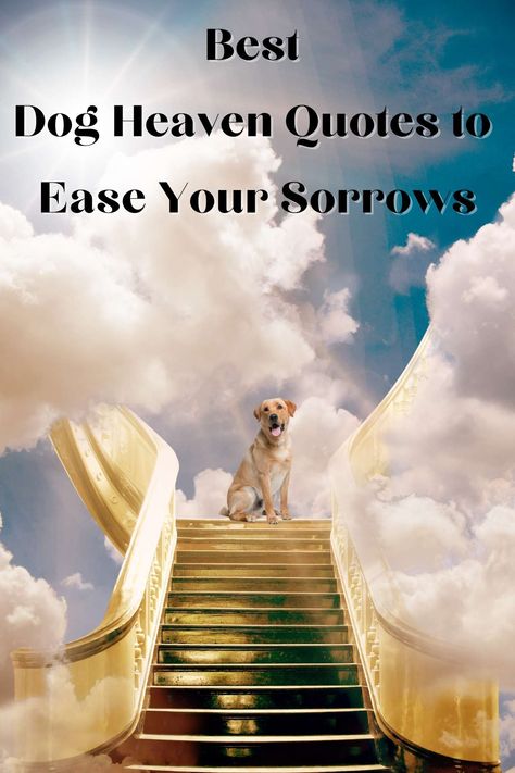 And God Said I Will Send Them Without Wings Dogs, Dog Heaven Quotes Miss You, Quotes For A Dog That Passed, Dog Going To Heaven, Saying Goodbye To Your Dog Quotes, We Don’t Deserve Dogs Quotes, Pet In Heaven Quotes Dogs, Dog Gone To Heaven Quotes, Dogs Are Angels Quotes