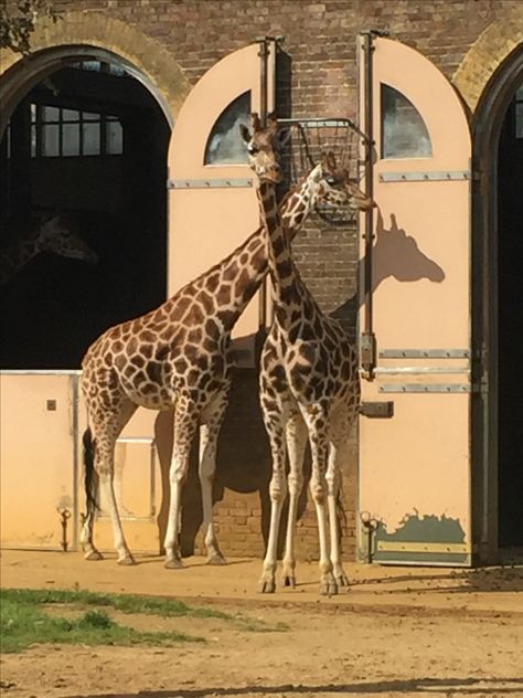 Besties at London Zoo London, Animals, Zoo Aesthetic, London Zoo, The Zoo, Happy Places, Great Britain