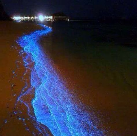 Natural Phenomenon in Mayaro, Trinidad. Happens once every decade! The nearby river Ortoire is populated by bioluminescent plankton and glows once stressed. It spills into the coast of Mayaro and turns the beach's shore into this! Most amazing part is that this has been occurring for over 80years and the locals have kept it a secret in order to protect it! Miracles on earth....Beautiful twin islands of Trinidad&Tobago. Algarve, Maldives Sea Of Stars, Bioluminescent Plankton, Puerto Escondido Oaxaca, Earth Beautiful, Sea Of Stars, Trinidad Tobago, Holiday Places, Dream Travel Destinations