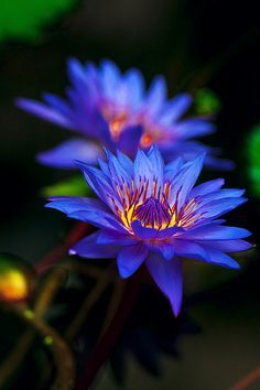 Blue Lotus on Pinterest Nymphaea Lotus, Lily Blue, Blue Lotus Flower, Lily Lotus, Water Lilly, Blue Lotus, Aquatic Plants, Water Flowers, Water Lily