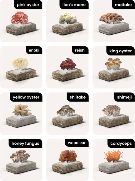 Essen, Growing Mushrooms Indoors, Lion's Mane Mushroom, Grow Mushrooms, Growing Mushrooms At Home, Micro Farm, Mushroom Grow Kit, Medicinal Herbs Garden, Mushroom Growing