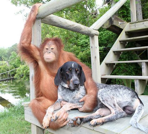 Unlikely Animal Friends, Unusual Animal Friendships, Unlikely Friends, Sick Dog, Animals Friendship, Unusual Animals, Hound Dog, Primates, Animals Friends