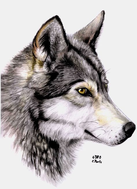 Wolf profile Wolf Face Drawing, Watercolor Wolf, Wolf Artwork, Wolf Painting, Wolf Face, Art Sketches Doodles, Wolf Drawing, Wolf Pictures, Painting Idea