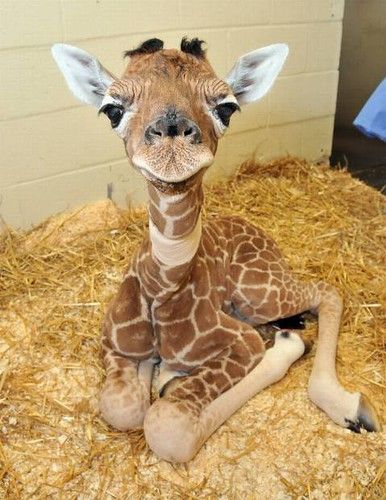 Funny Animal Quotes, Giraffe Pictures, Cute Small Animals, Cute Animals Puppies, Animale Rare, Baby Animals Pictures, Cute Giraffe, Super Cute Animals, Pretty Animals