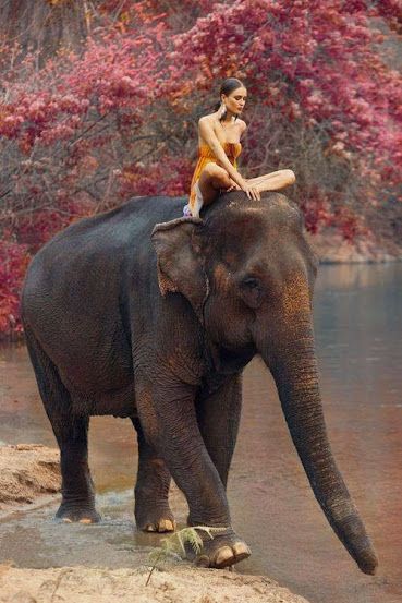 Girl riding elephant Animal Kingdom, Zebras, Bohol, Elephant Ride, Elephant Love, Gentle Giant, 귀여운 동물, Beautiful Creatures, Animals Beautiful