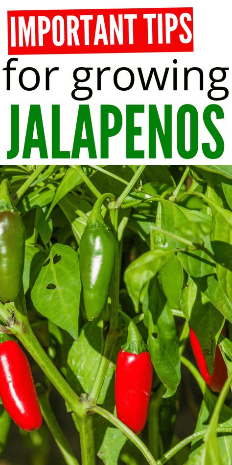 Growing Jalapenos, Jalapeno Plant, Growing Vegetables In Pots, Growing Peppers, Tattoo Plant, Gardening Guide, Vegetable Garden Tips, Vegetable Garden Diy, Growing Veggies