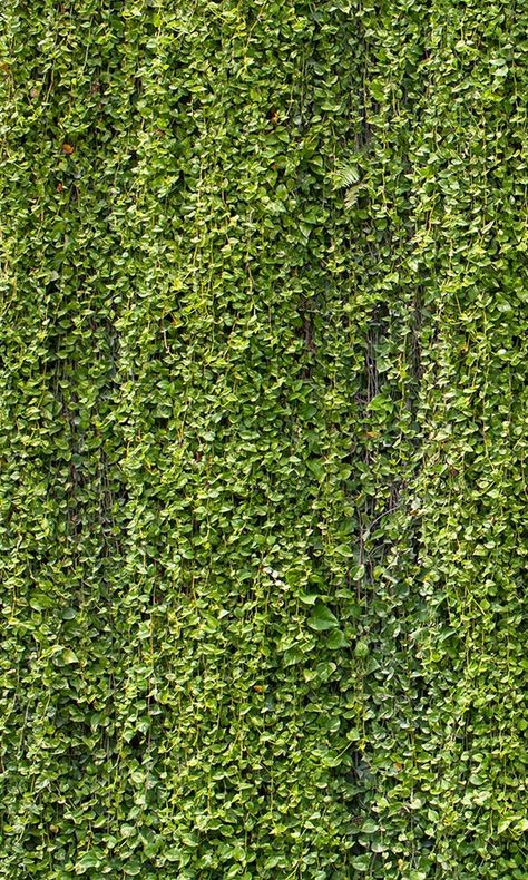 Wallpaper murals are among the most transformative of wall décor choices. Sold in panels that are arranged on the wall, wallpaper murals feature large-scale imagery that completely dramatizes and renovates the space. Thanks to its high-quality printing process, you can get that picture perfect photorealistic look right Creeper Wall, Greenery Texture, Concrete Wall Design, Vines Texture, Leaves Mural, Vertikal Garden, Greenery Background, Textures Murales, Transitional Wallpaper