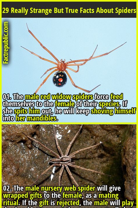 Red Widow Spider, Spider Facts, Red Widow, Spider Fact, Science Knowledge, Fact Republic, Widow Spider, True Facts, Weird Facts