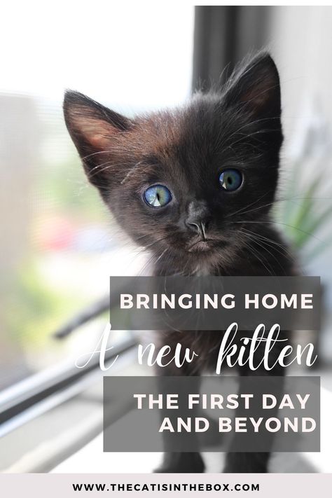 black kitten with blue eyes on a window sill Kittens House Ideas, Bringing A Kitten Home, Raising A Kitten, How To Raise A Kitten, New Kitten Essentials, How To Care For A Kitten, Diy Kitten House, Raising A Kitten Tips, Kitten Home Ideas