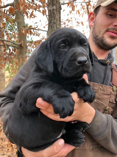 AKC “English Blockhead” Labrador Retriever Pups English Black Lab, English Labrador Retriever, English Lab Puppies, Silver Lab Puppies, Labrador Puppies For Sale, Big Dogs Breeds, Black Labrador Puppy, Biggest Dog In The World, English Labrador