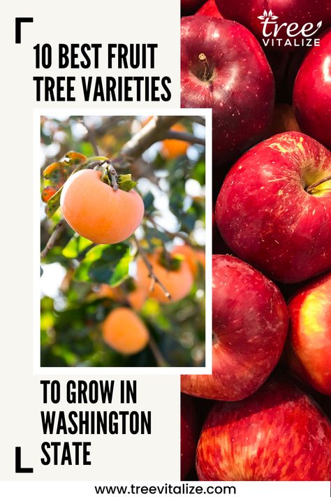 10 Best Fruit Tree Varieties to Grow in Washington State Washington Gardening, Pnw Living, Hawaii Garden, Homestead Business, Planting Fruit, Growing Citrus, Espalier Fruit Trees, Fruit Tree Garden, Planting Fruit Trees