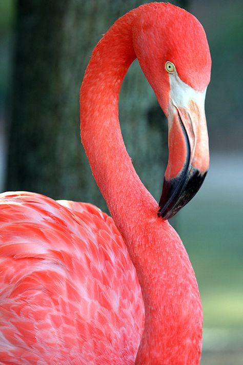 Flamingo Aesthetic, Birds Drawings, Grapefruit Drink, Flamingo Pictures, Drawing Bird, Painting Birds, Flamingo Wallpaper, Flamingo Painting, Bird Drawing
