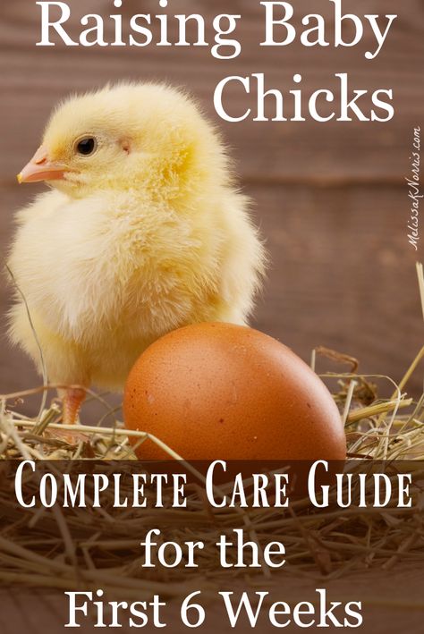 Raising Baby Chicks Beginners Guide to the First 6 Weeks Raising Chickens For Eggs, Raising Baby Chicks, Chickens For Eggs, Urban Chicken, Urban Chicken Farming, Baby Chicks Raising, Raising Chicks, Portable Chicken Coop, Chicken Farming