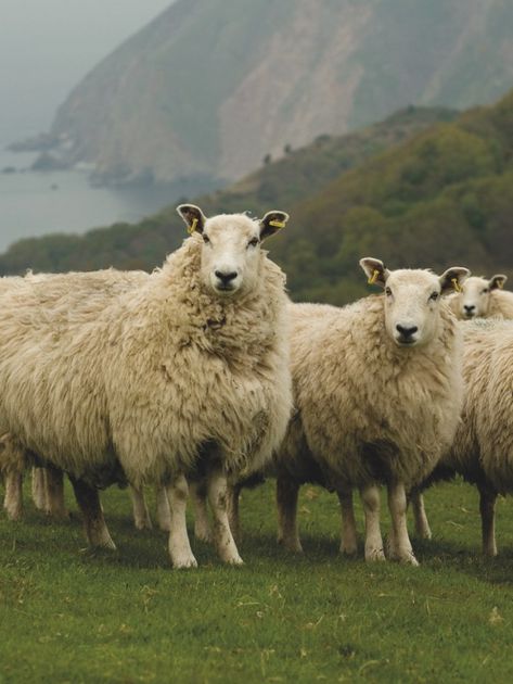 Oita, Sheep Breeds, Counting Sheep, Sheep Farm, Sheep And Lamb, The Good Shepherd, The Shepherd, The Hills, Animal Photo