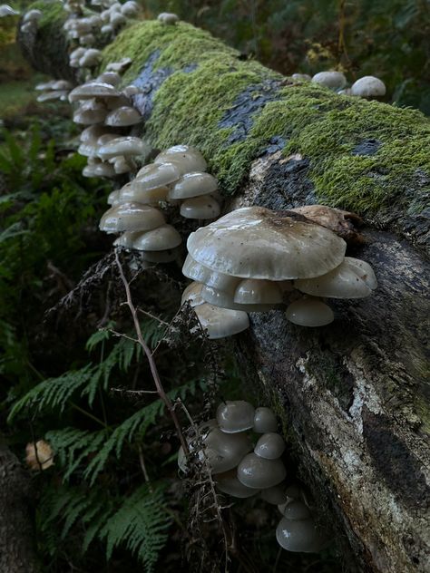 Nature, Mushroom Forest Aesthetic, Forest Gremlin, Mushroom In Forest, Nadia Core, Blake Aesthetic, Nordic Forest, Monster Ideas, Creepy Core