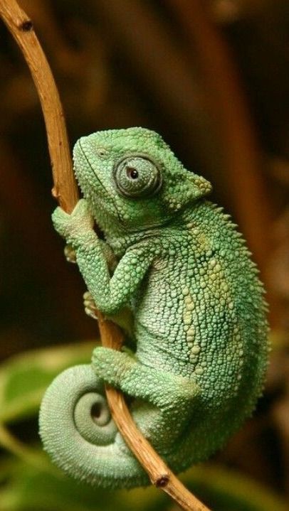 Iguanas, Chameleons, السلسلة الغذائية, Types Of Chameleons, Chameleon Pet, Cute Reptiles, Monthly Challenge, Green Animals, Exotic Bird