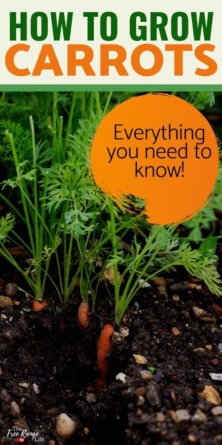 Harvesting Carrots When To, Planting Carrots From Seed, How To Grow Carrots, Growing Carrots From Seed, Carrots Growing, Grow Carrots, How To Plant Carrots, Carrot Gardening, Growing Carrots
