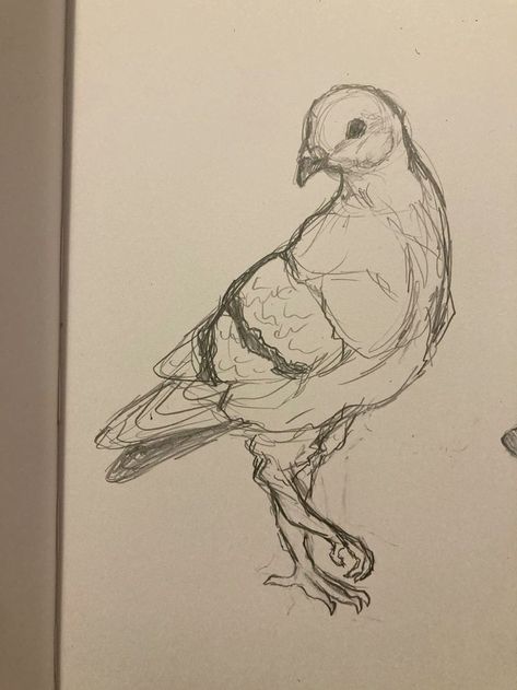 Pigeons Drawing Sketch, Penguin Sketch Pencil, Animal Sketch Reference, Pigeon Sketch Drawings, Bird Study Drawing, How To Draw Pigeon, Pigeon Art Drawing, Cute Simple Animal Doodles, How To Draw A Pigeon