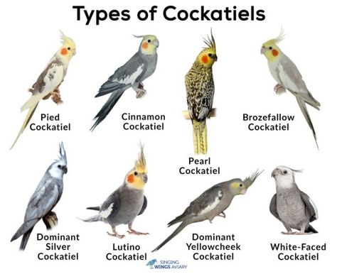 Cockatiels Pearl Cockatiel, Cockatiel Care, Love Birds Pet, African Lovebirds, Cockatiel Cage, Bird Breeds, Pet Bird Cage, Budgies Bird, Parrot Pet