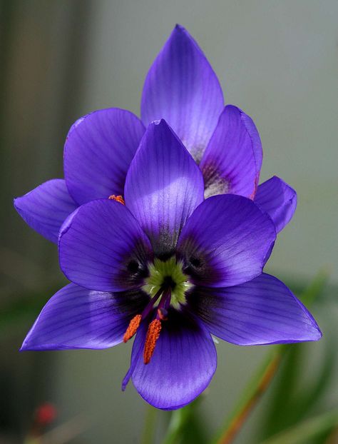 Geissorhiza Splendidissima.    .♛~✿Ophelia Ryan ✿~♛ South African Flowers, Tanaman Sukulen, Macro Photography Flowers, Fleurs Diy, Blue And Purple Flowers, African Flowers, Unusual Flowers, Beautiful Flowers Pictures, Plant Species