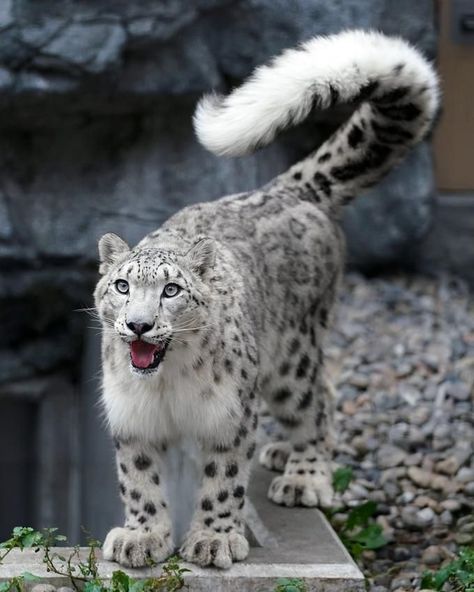 Snow Leopard, Animals, Stone, White