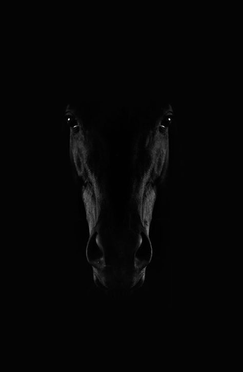 Adis Spahic posted this picture to National Geographic's Your Shot photo community. Check it out, add a comment, share it, and more. Friesian Horse, Equine Photography, Black Horses, Cai Sălbatici, Painted Horses, Horse Wallpaper, All The Pretty Horses, White Horses, Black Horse