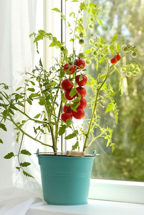 How To Grow Tomatoes At Home, Cherry Tomatoes Plant, How To Grow Tomatoes Indoors, Aesthetic Watering Can, Indoor Tomato Garden, Indoor Tomato Plant, Potted Tomato Plants, Grow Tomatoes Indoors, How To Grow Cherries