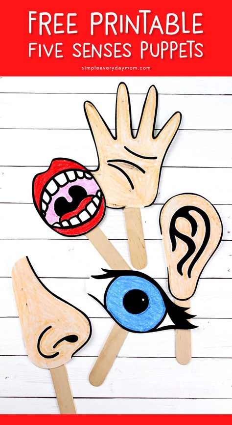 Free Printable 5 Senses Puppets | Kids can tell stories all about the five senses with these free printables.  #preschool #kindergarten #earlychildhood #kidsactivities #ideasforkids #teacher #freeprintable Human Body Crafts For Kids, 5 Senses For Kids, 5 Senses Preschool, Human Body Crafts, Body Parts Preschool Activities, Five Senses Worksheet, Five Senses Preschool, Body Parts For Kids, 5 Senses Activities