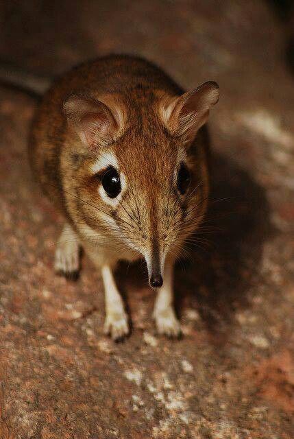 Rufous Elephant Srew - Delacouri Thailand, Deer, Small Tattoos, Elefant Tattoo, Mouse Deer, Tattoo Small, Small World, Nature Photos, Mammals