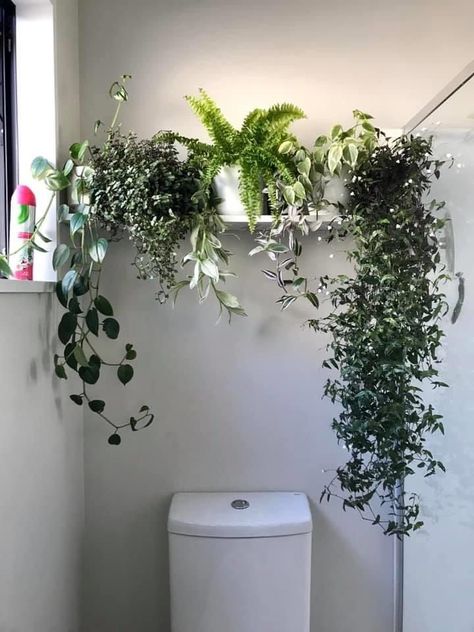 Plant Wall Decor Bathroom, Wall Planter Bathroom, Hanging Plants Against Wall, Plants Above Bathroom Mirror, Plant Shelf Bathroom, Shower With Plants Inside, Hanging Plants Above Bed, Bathroom Plant Wall, Bathroom Plants No Sunlight